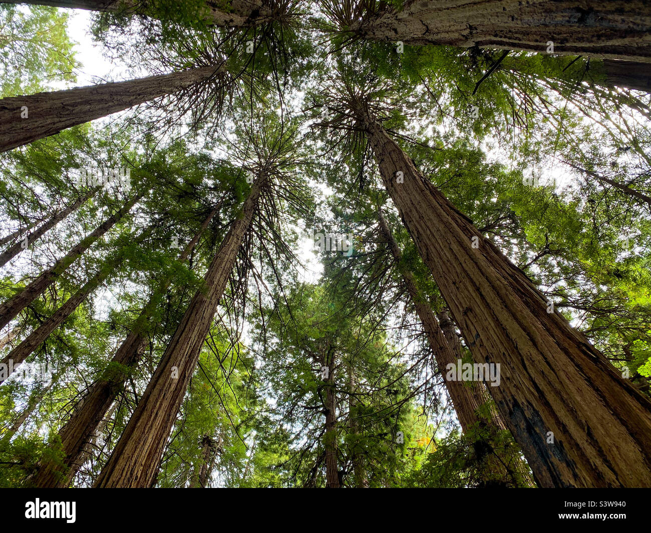Looking up at a tree canopy of redwood trees in Muir Woods National Monument, California, USA. - Smartphone Captured Stock Image