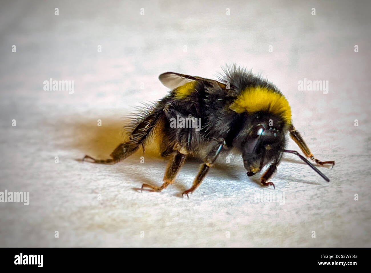 Single Bee Stock Photo