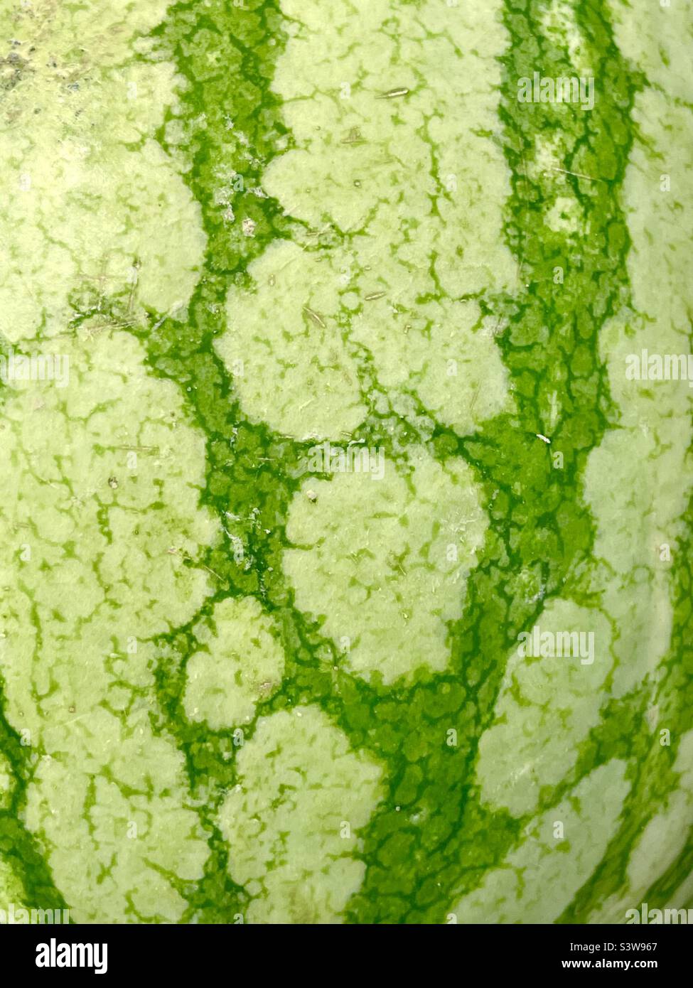 Watermelon peel pattern. - Smartphone Captured Stock Image