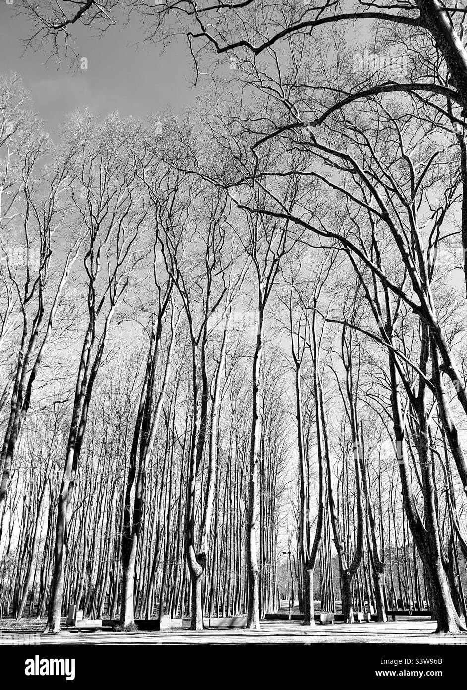 Black and white forest - Smartphone Captured Stock Image