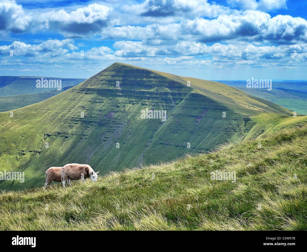 Cribyn mountain in the central Brecon Beacons, August, with grazing sheep. - Smartphone Captured Stock Image