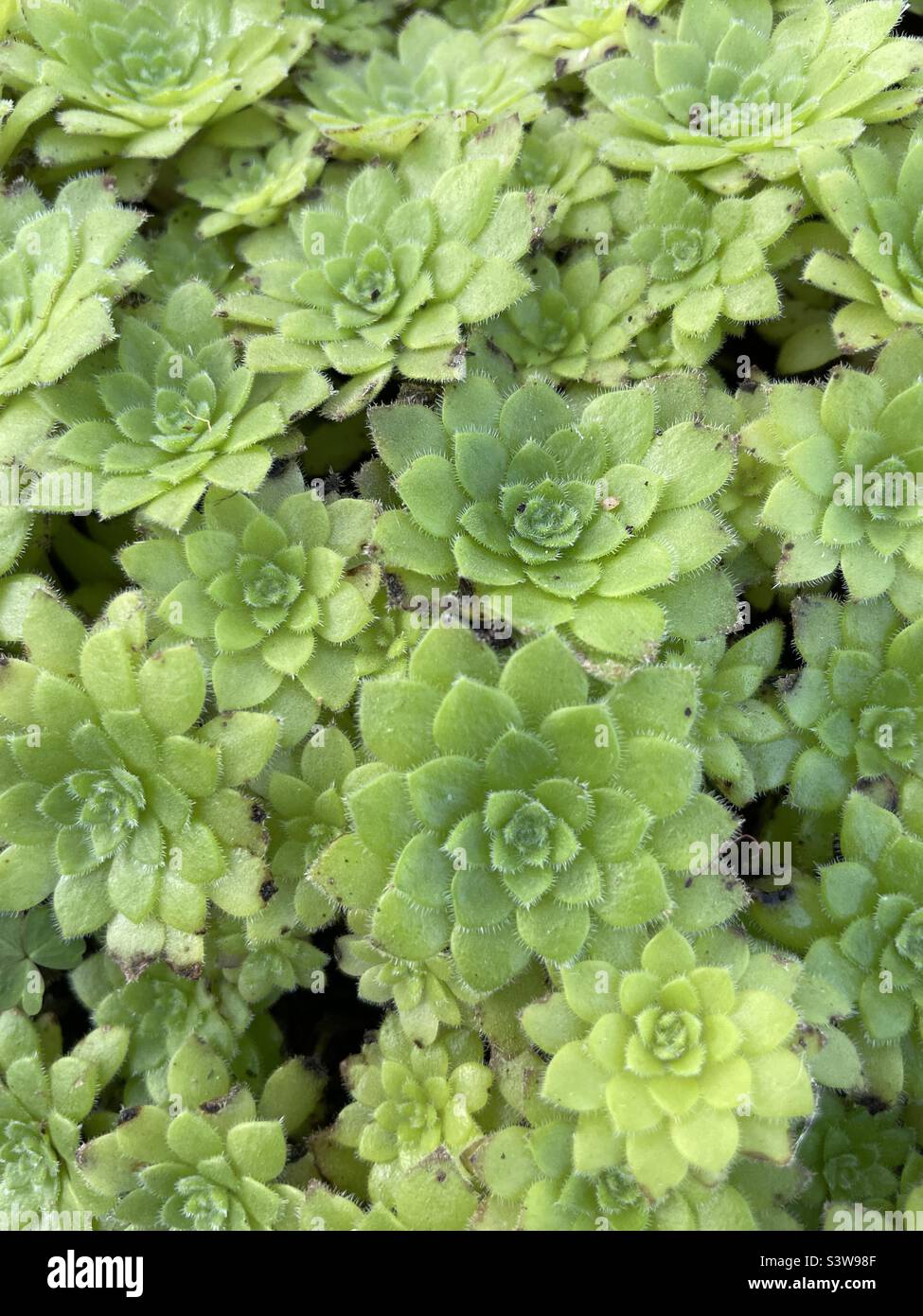 Aeonium Tabuliforme grown from seed Stock Photo
