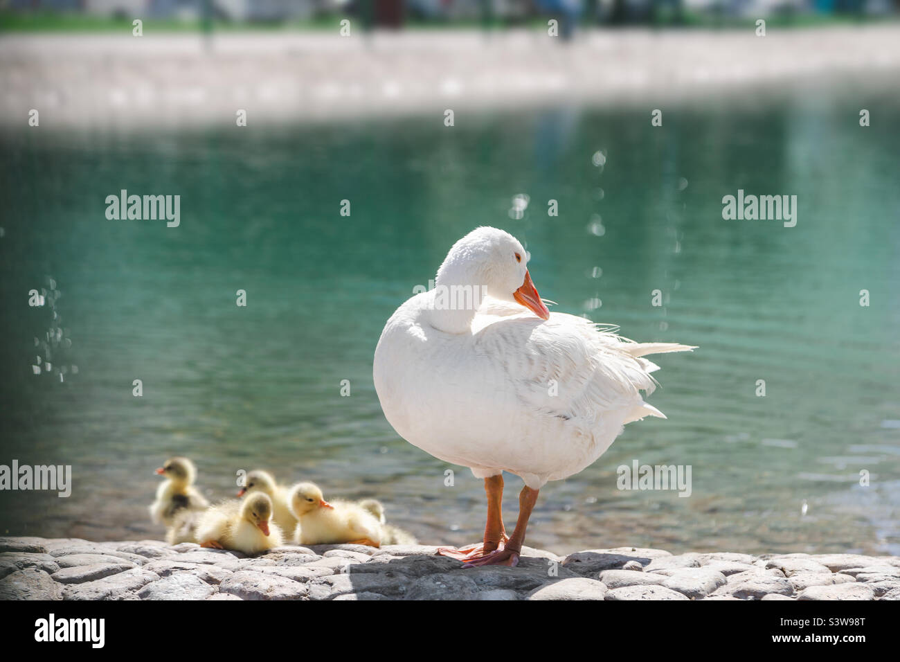 Mama duck and her ducklings by the pond in summer - Smartphone Captured Stock Image