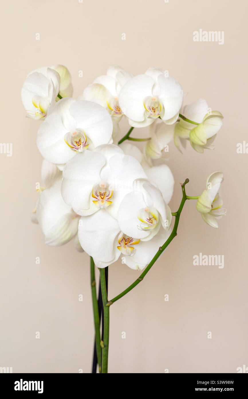 White orchid flowers on neutral beige background, indoor gardening Stock Photo