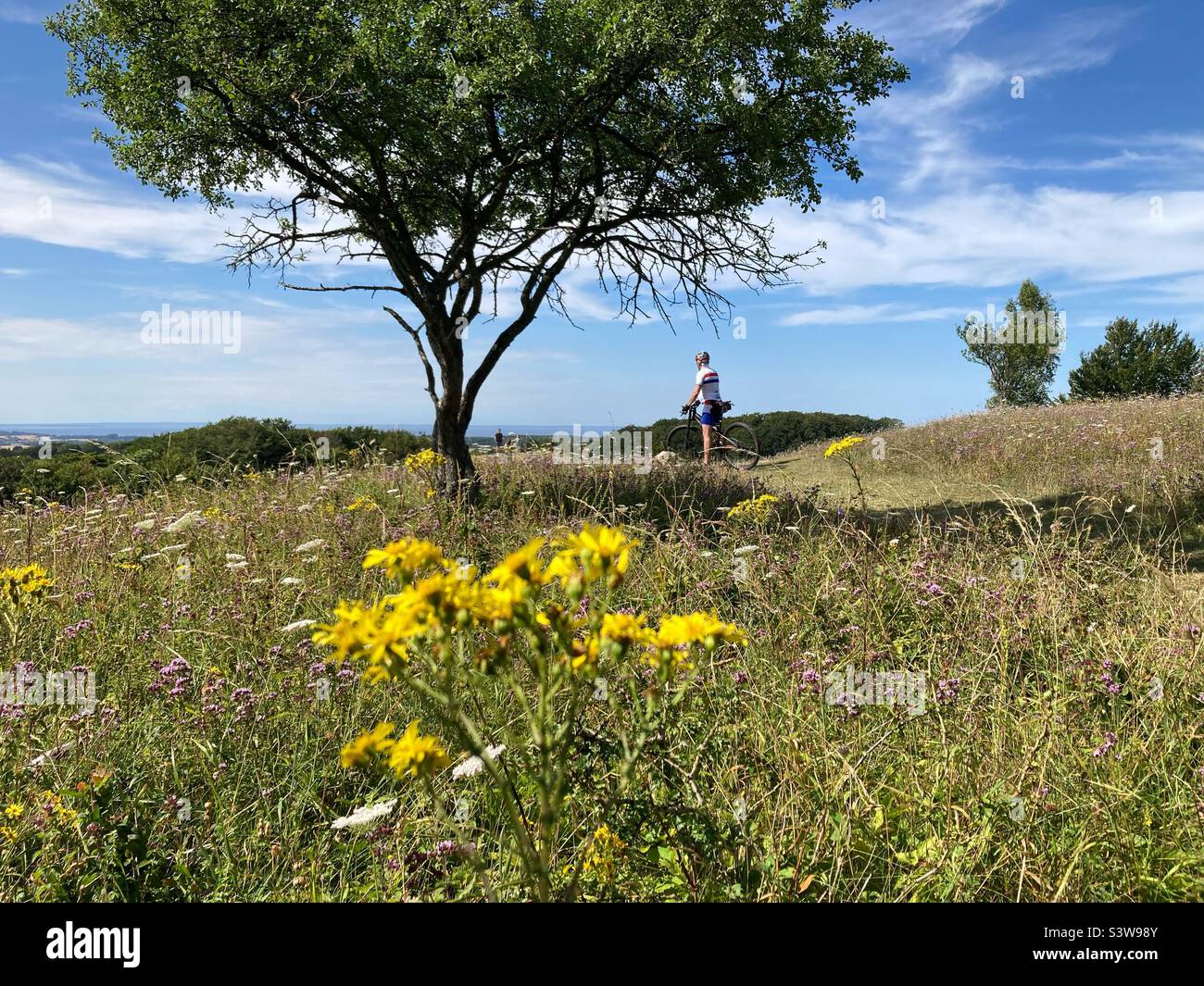 Tree Man on Mountainbike and flower on a meadow in Mons Klint Park, aborrebjerg, Denmark Stock Photo