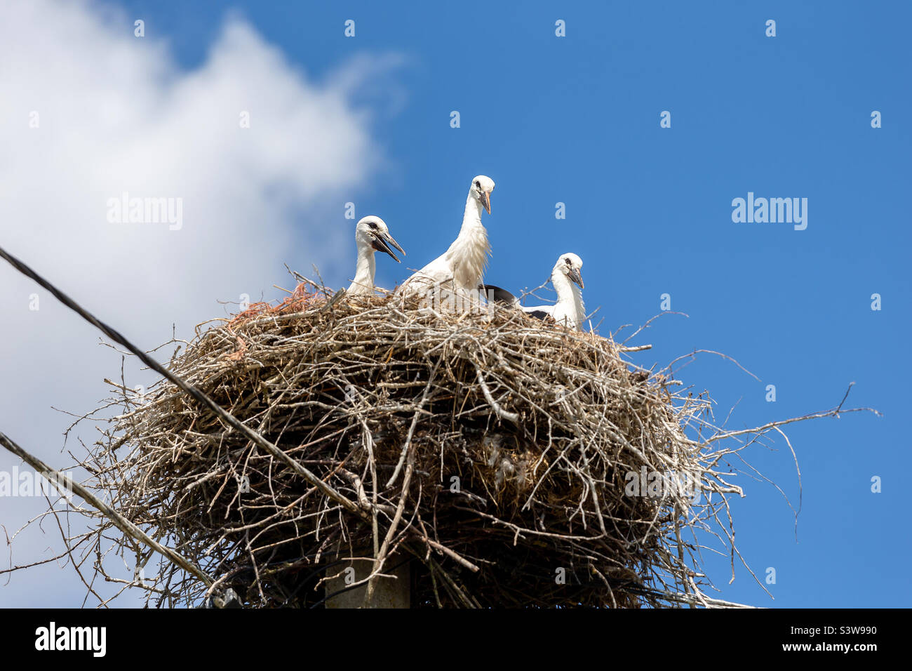 Family of storks in the nest in spring Stock Photo