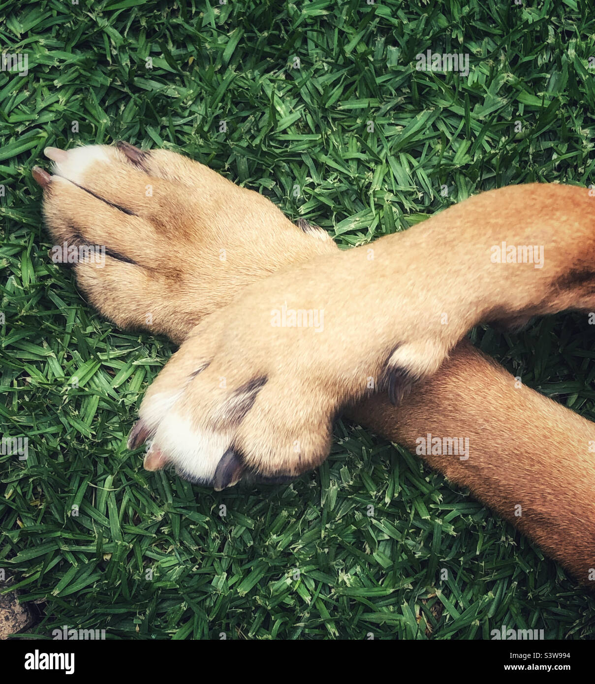 Crossed paws of a fawn boxer dog lying on the grass - Smartphone Captured Stock Image