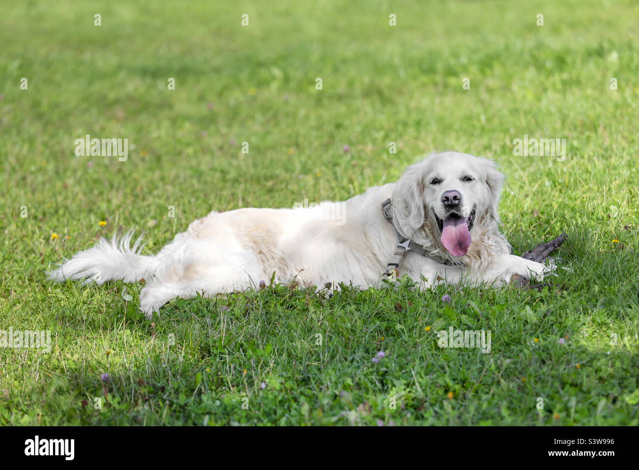Cute Labrador dog enjoying summer in the park, laying on the grass Stock Photo