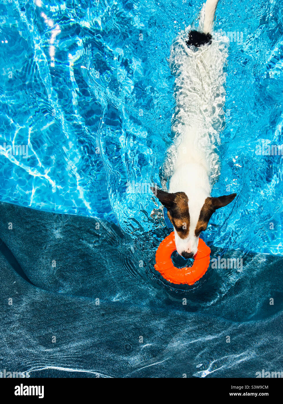 High angle view of a Jack Russell Terrier dog swimming in residential pool while carrying a toy in her mouth. Stock Photo