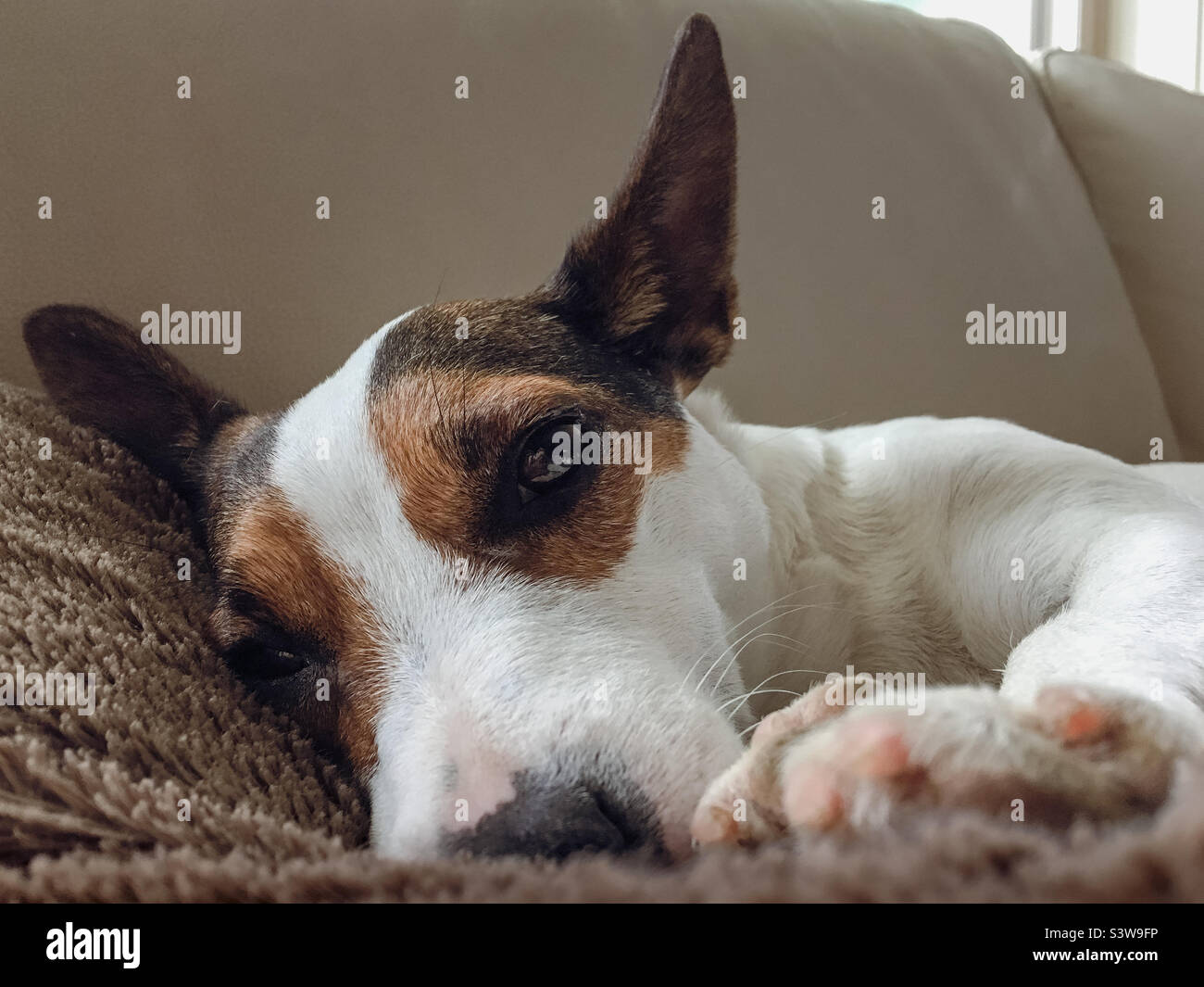 Low angle shot of a sleepy Jack Russell Terrier dog lying down on a brown fleece blanket on a living room sofa. Stock Photo