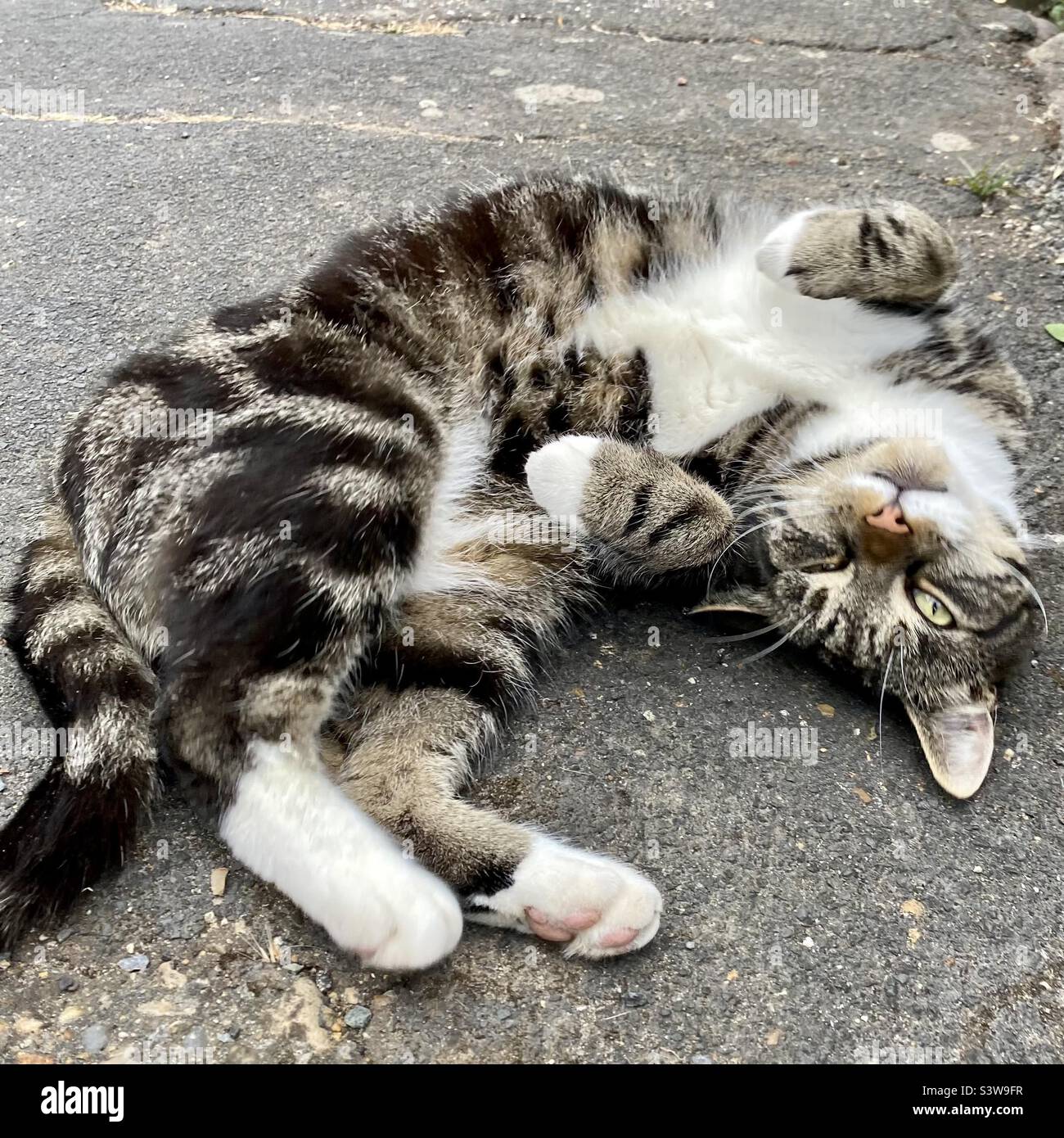 Tabby cat asking for a tummy rub Stock Photo - Alamy