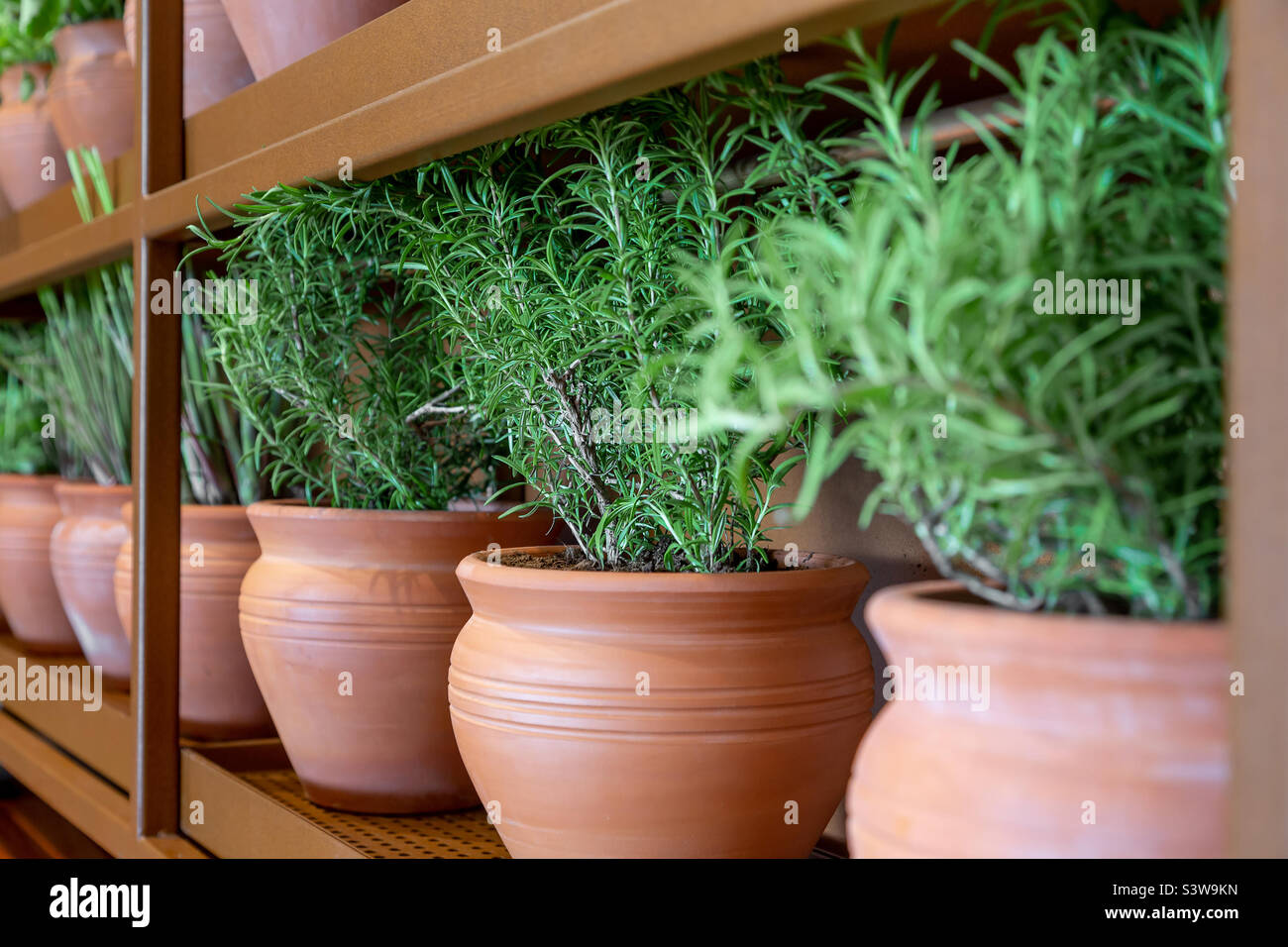 Fresh rosemary plants in pots, sustainable living concept Stock Photo