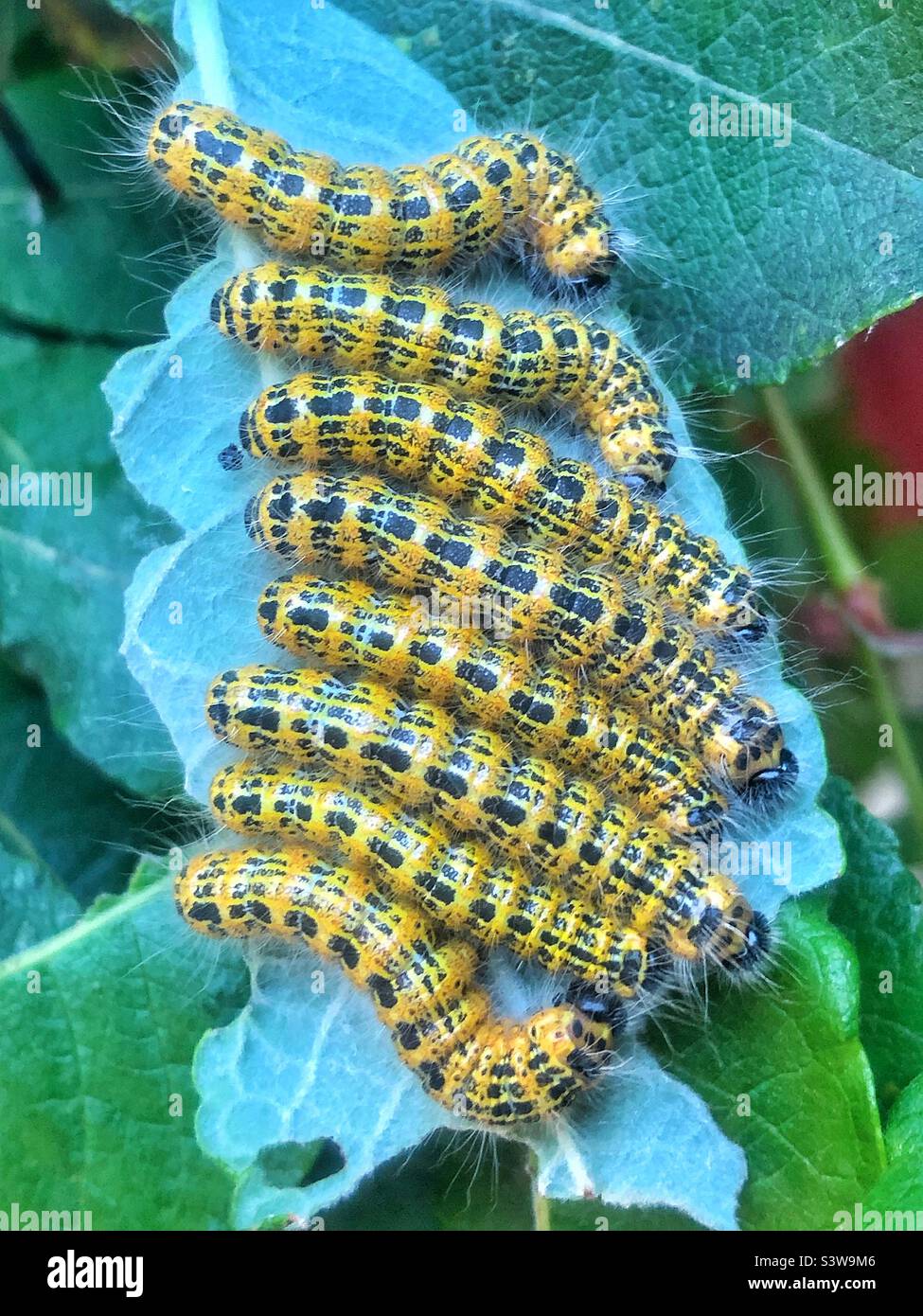 Bufftip moth caterpillars (Phalera bucephala) Resting in a cluster on