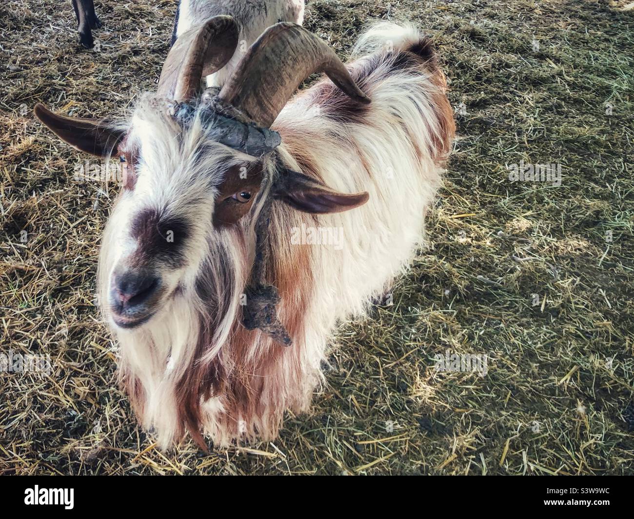 Mellow old goat Stock Photo