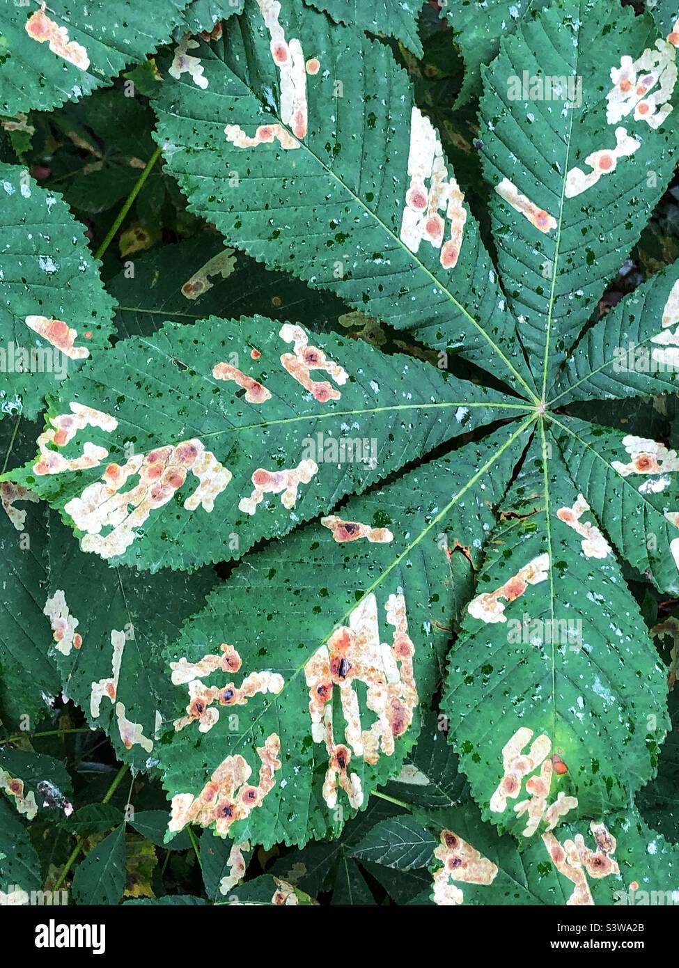 Horse chestnut leaves being eaten, infested and discoloured by the leaf miner larvae - Smartphone Captured Stock Image