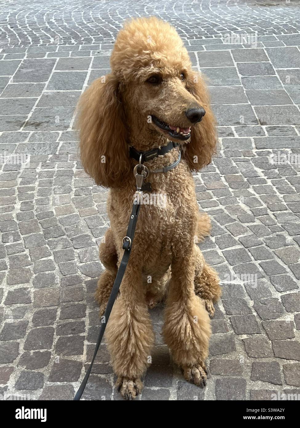 Giant poodle dog picture - Smartphone Captured Stock Image