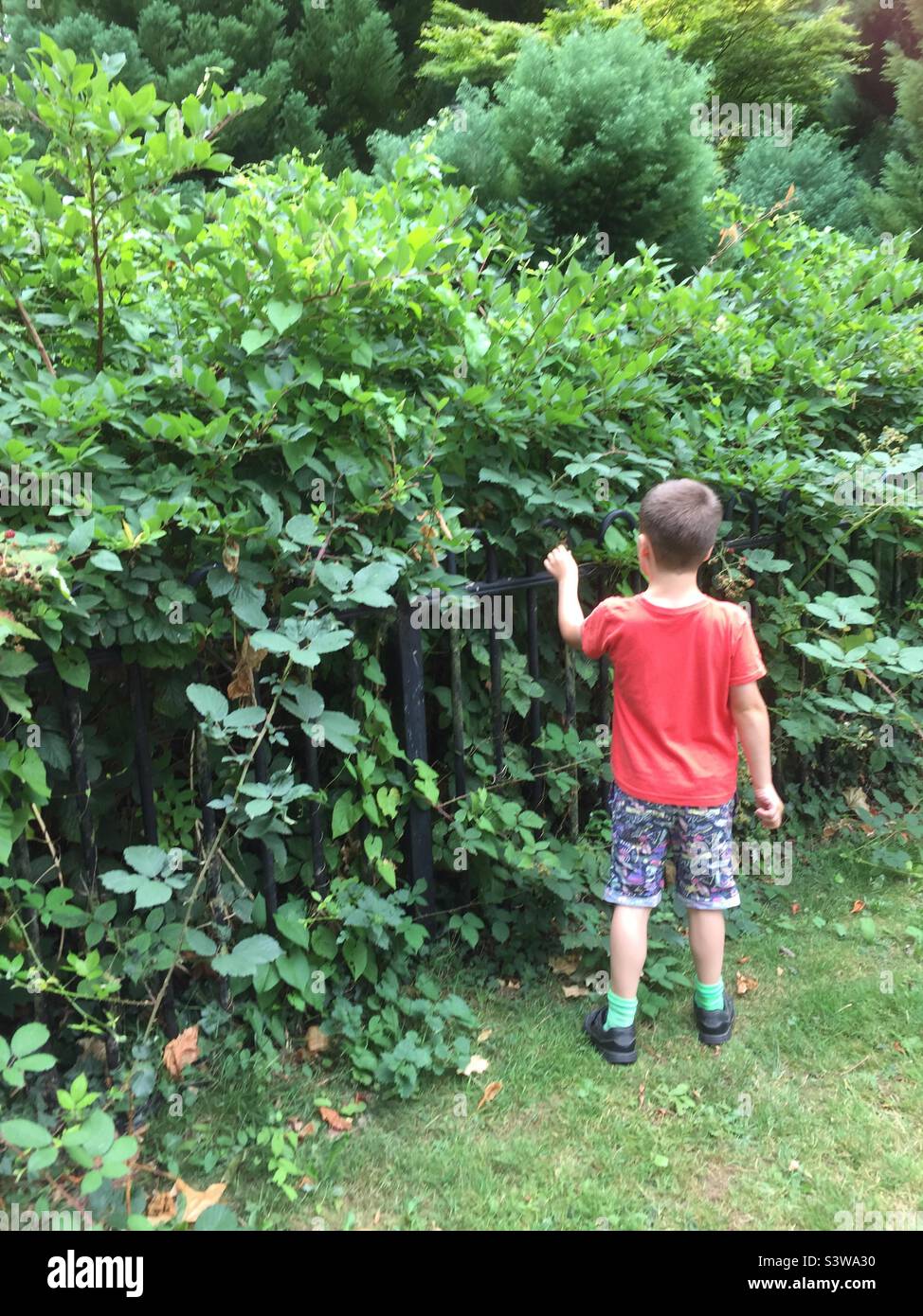 Boy picking blackberries Stock Photo