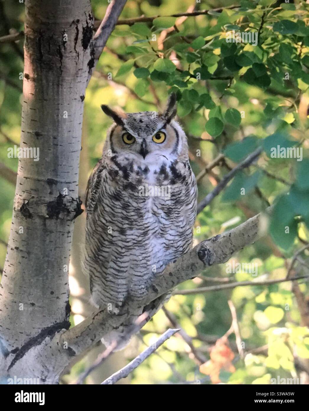 Great Horned Owl, tiger owl, birds of North America , wildlife, whooo, nature, wilderness, backyard photography, woods, trees, big eyes, Stock Photo