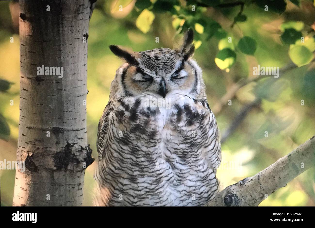 Great Horned Owl, tiger owl, birds of North America , wildlife, whooo, nature, wilderness, backyard photography, woods, trees, big eyes, sleeping Stock Photo
