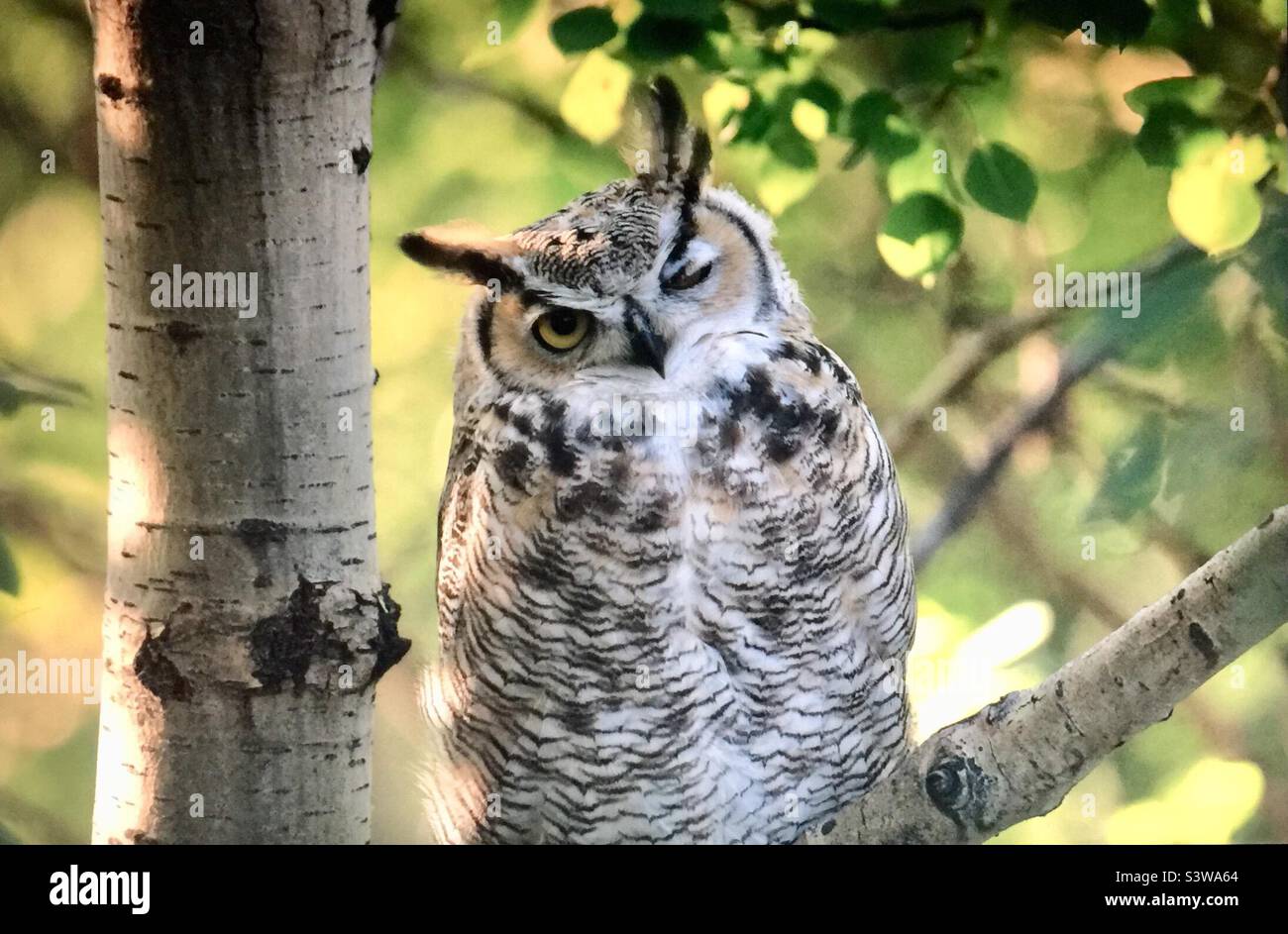 Winking,Great Horned Owl, tiger owl, birds of North America , wildlife, whooo, nature, wilderness, backyard photography, woods, trees, big eyes, sleeping Stock Photo