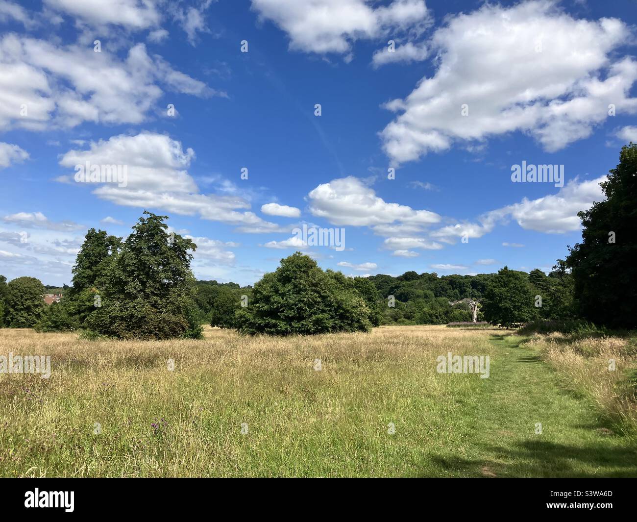 British species rich summertime meadow Stock Photo - Alamy