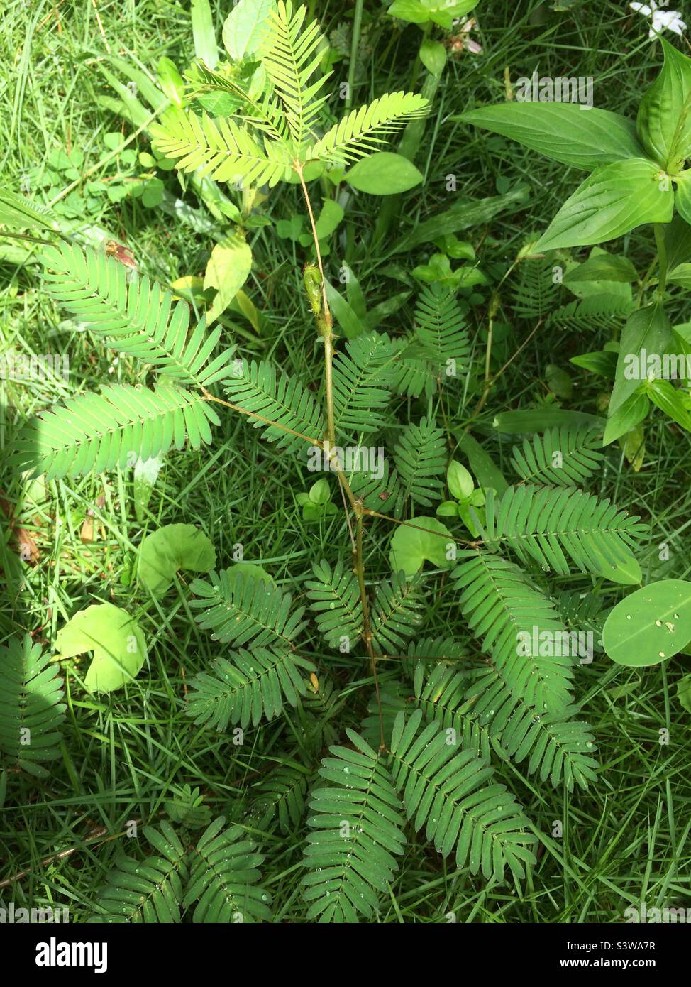 Nidikumba plant hires stock photography and images Alamy