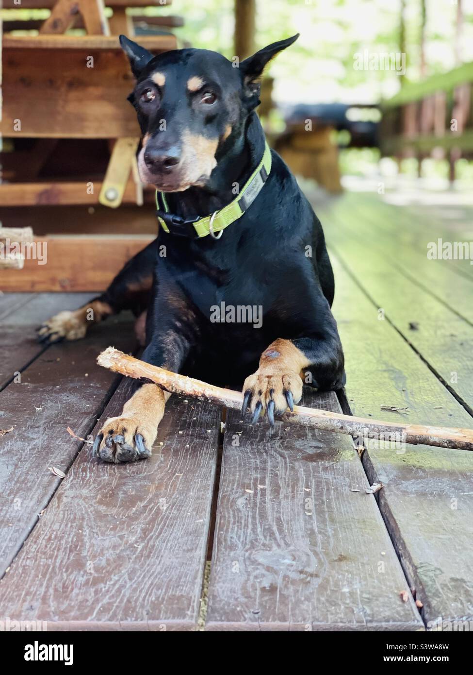 Dog chewing stick Stock Photo Alamy