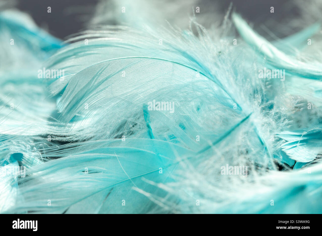 Macro shot of baby blue colored feathers Stock Photo