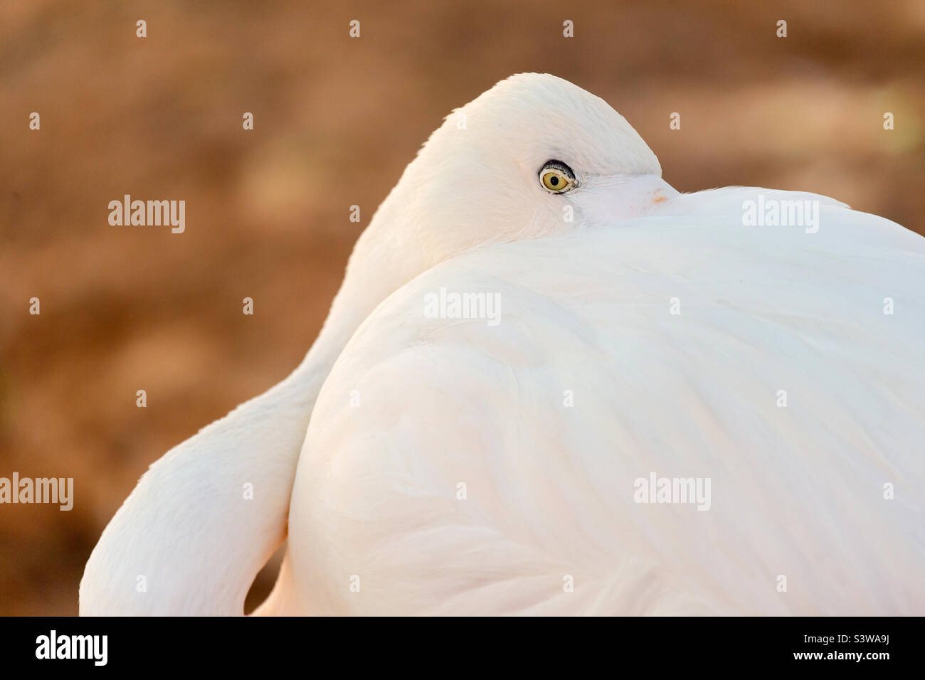Flamingo portrait, closeup Stock Photo