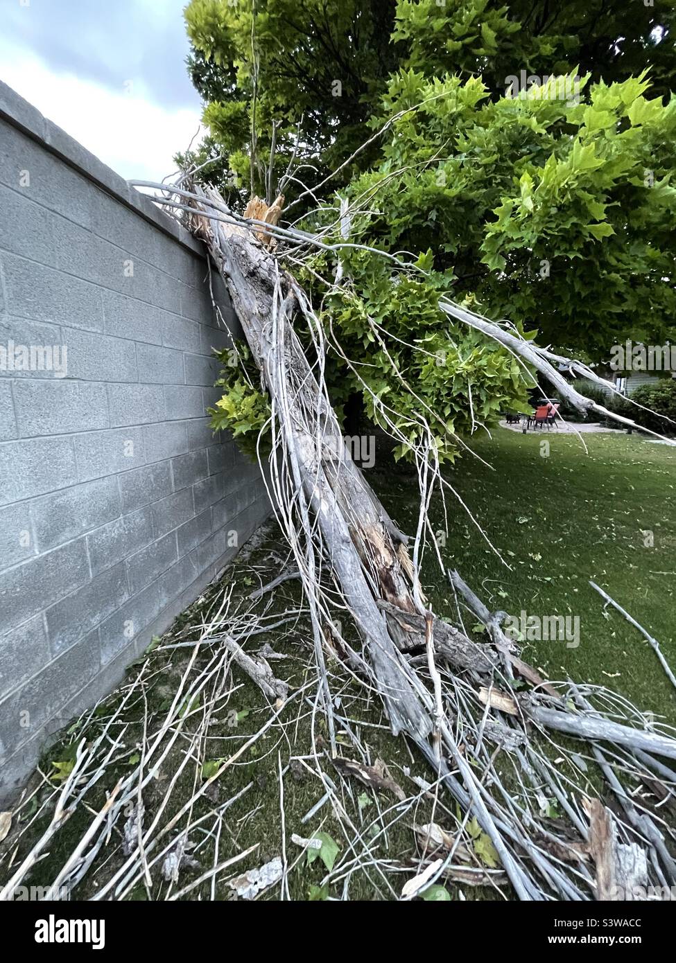 A neighbor’s dead poplar tree finally did the inevitable during the last windstorm in Utah, USA. Falling toward our yard, it broke on our stone wall and left us the mess of half a tree. Stock Photo