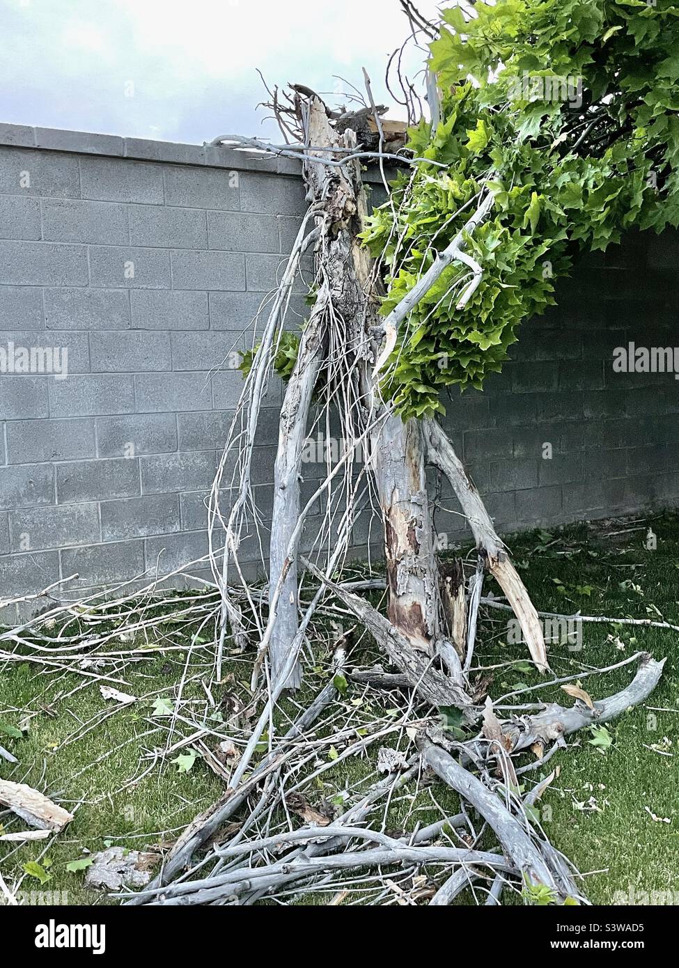 A neighbor’s dead poplar tree finally did the inevitable during the last windstorm in Utah, USA. Falling toward our yard, it broke on our stone l wall and left us the mess of half a tree. - Smartphone Captured Stock Image