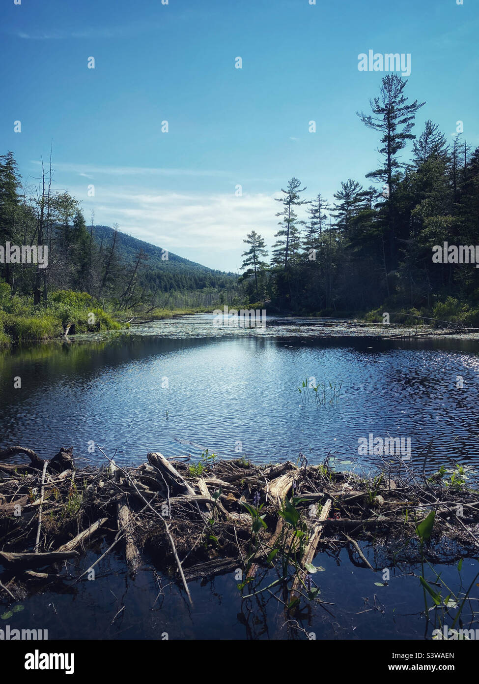 Beaver dam on a stream in the Adirondack mountains of New York State - Smartphone Captured Stock Image