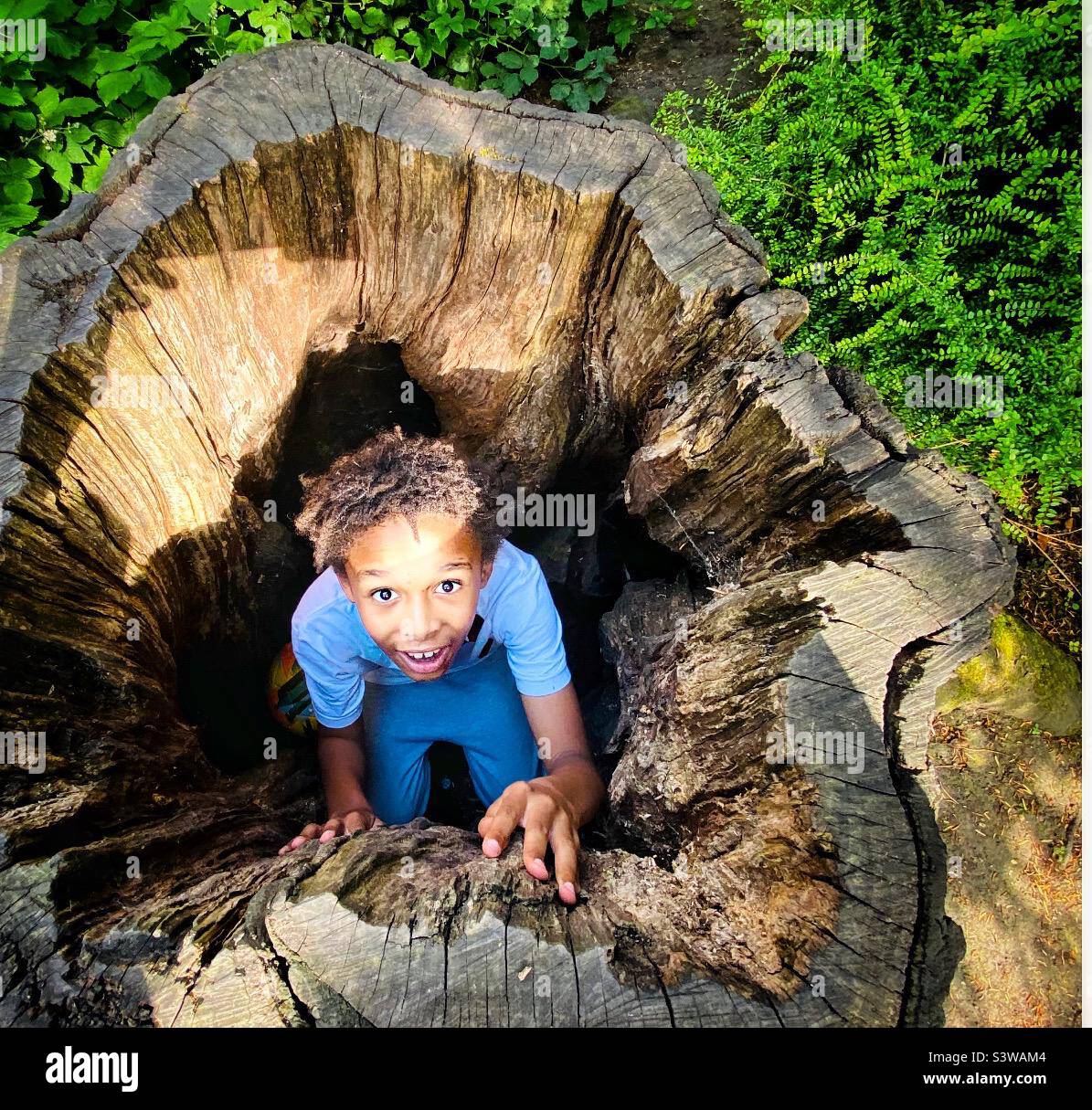 A boy playing in an old tree stump Stock Photo
