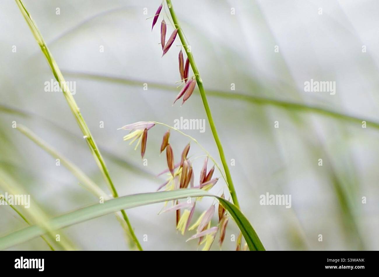 Closeup of manoomin commonly known as wild rice Stock Photo - Alamy