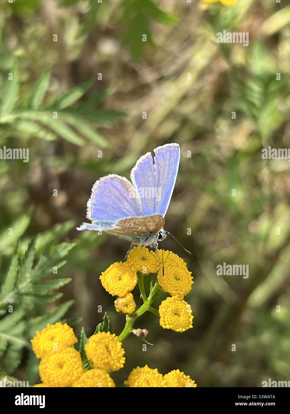Common Blue Butterfly Polyommatus icarus Stock Photo Alamy