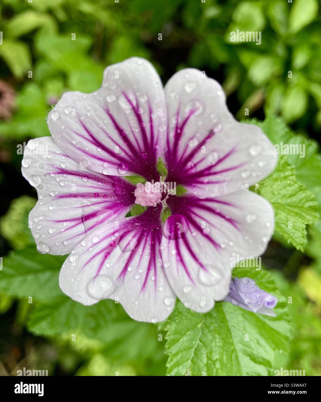 Macro shot after the rain of what is commonly called the common mallow, this flower goes by many names, cheeses, high mallow and the beautiful, mauve des bois. - Smartphone Captured Stock Image