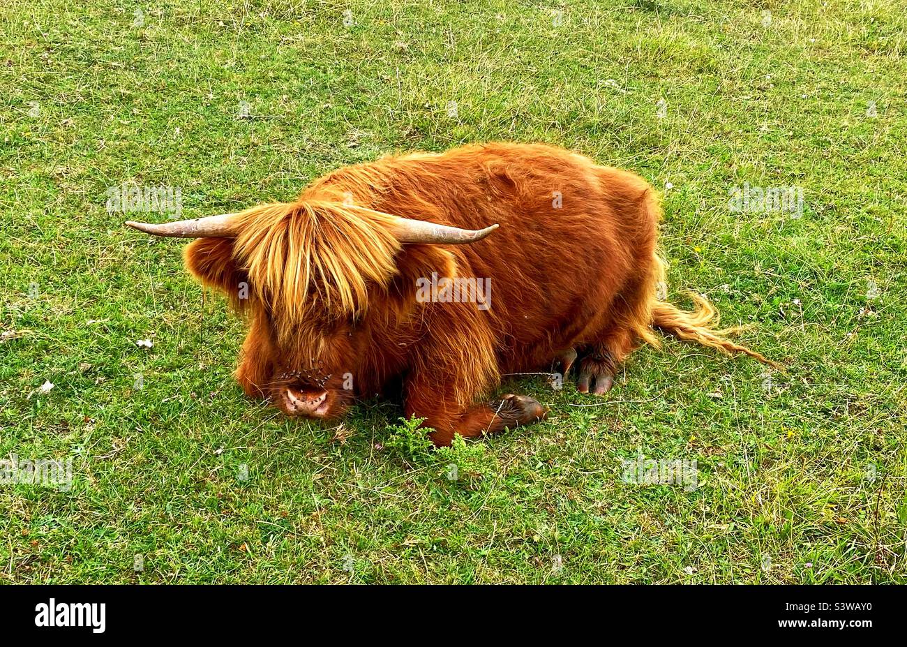 Highland cow in dorset - Smartphone Captured Stock Image