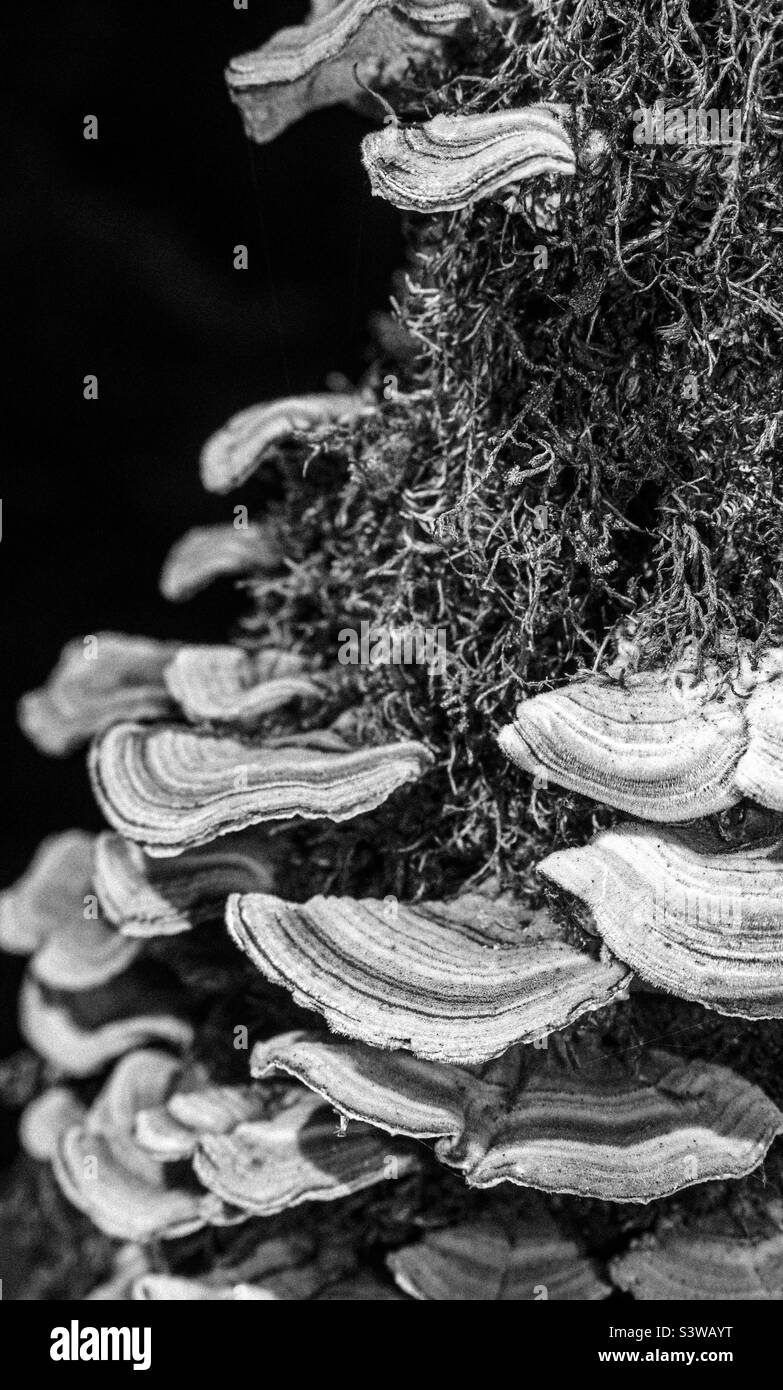 PNW tree fungus Stock Photo