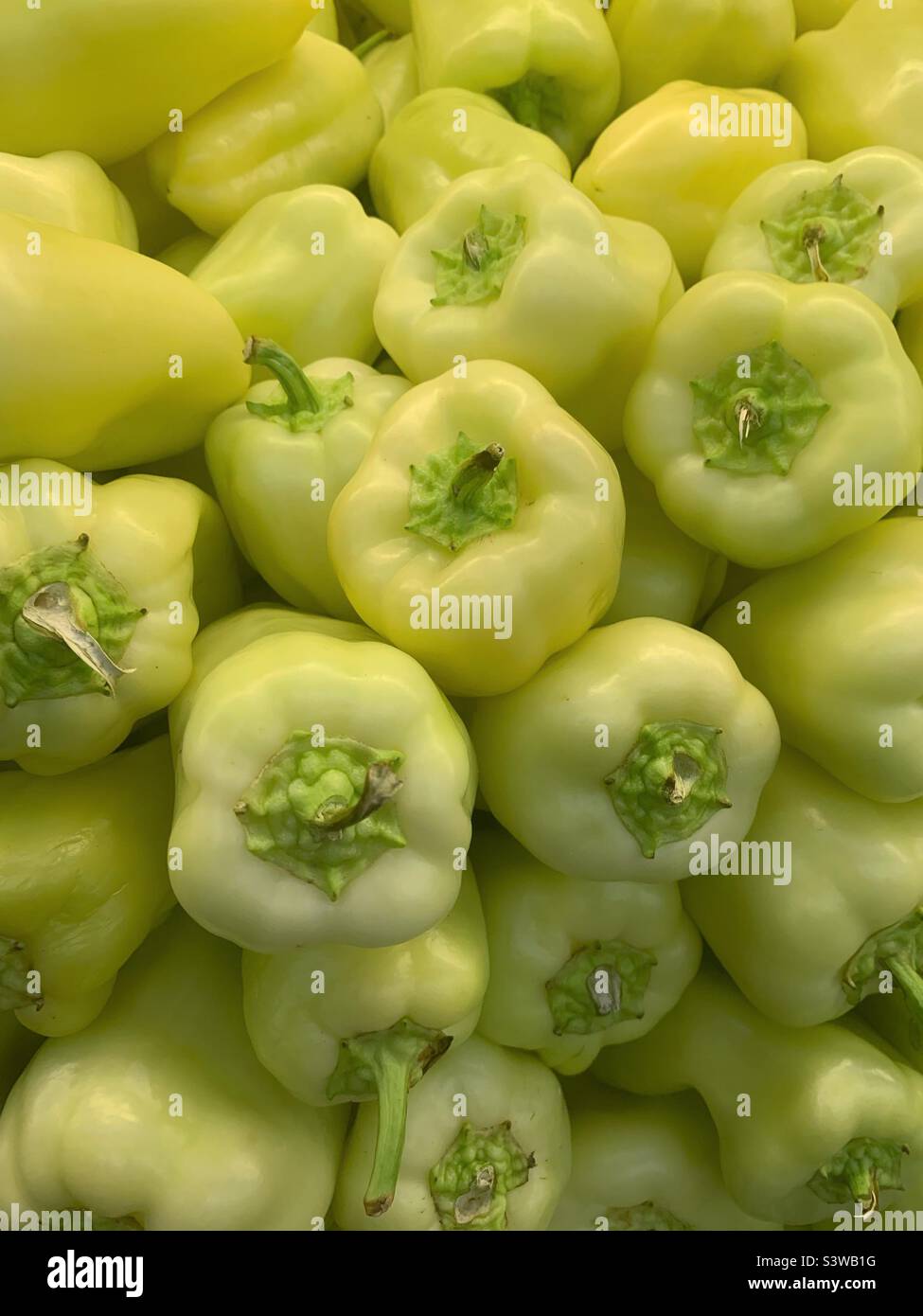 Beautiful ripe gypsy peppers piled high in a stack. Stock Photo