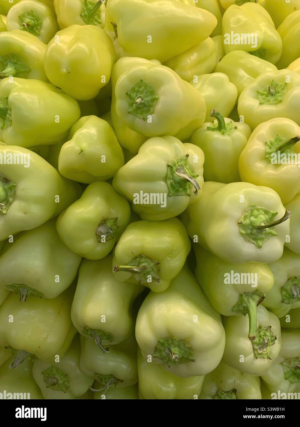 Bright yellow green Gypsy peppers in season. Stock Photo