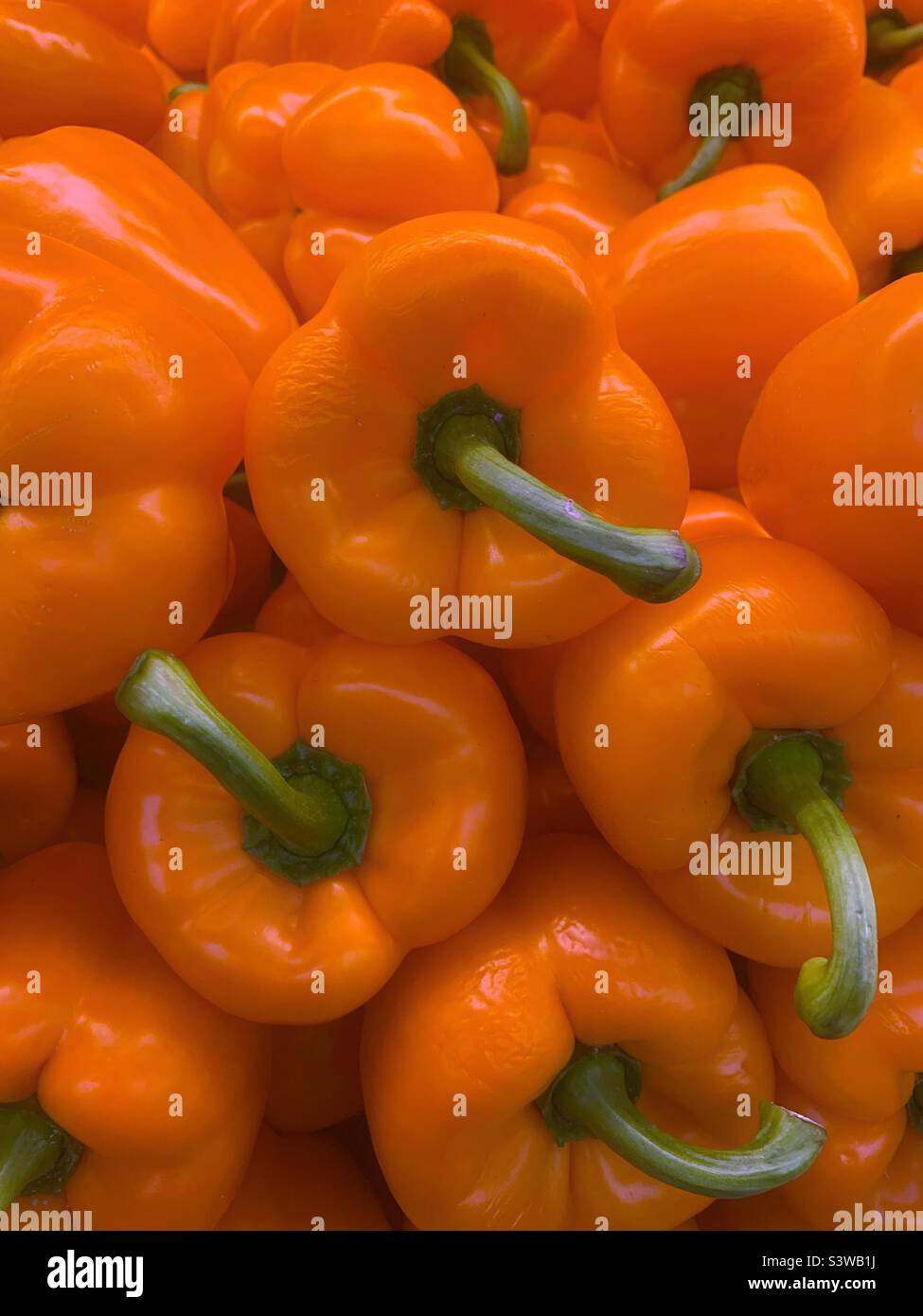 Garden fresh orange peppers in season. Stock Photo