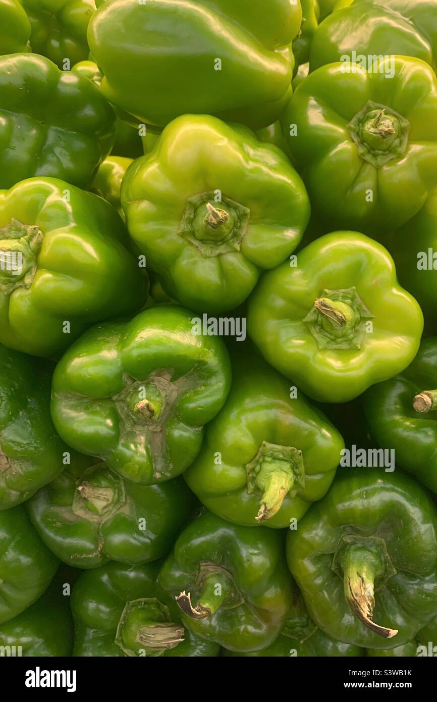 Garden fresh green peppers in season. Stock Photo