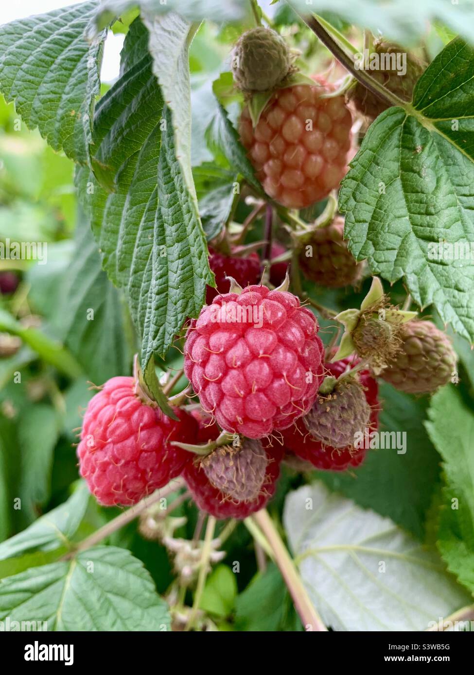 Raspberries ripening on raspberry plants waiting to be picked - Smartphone Captured Stock Image