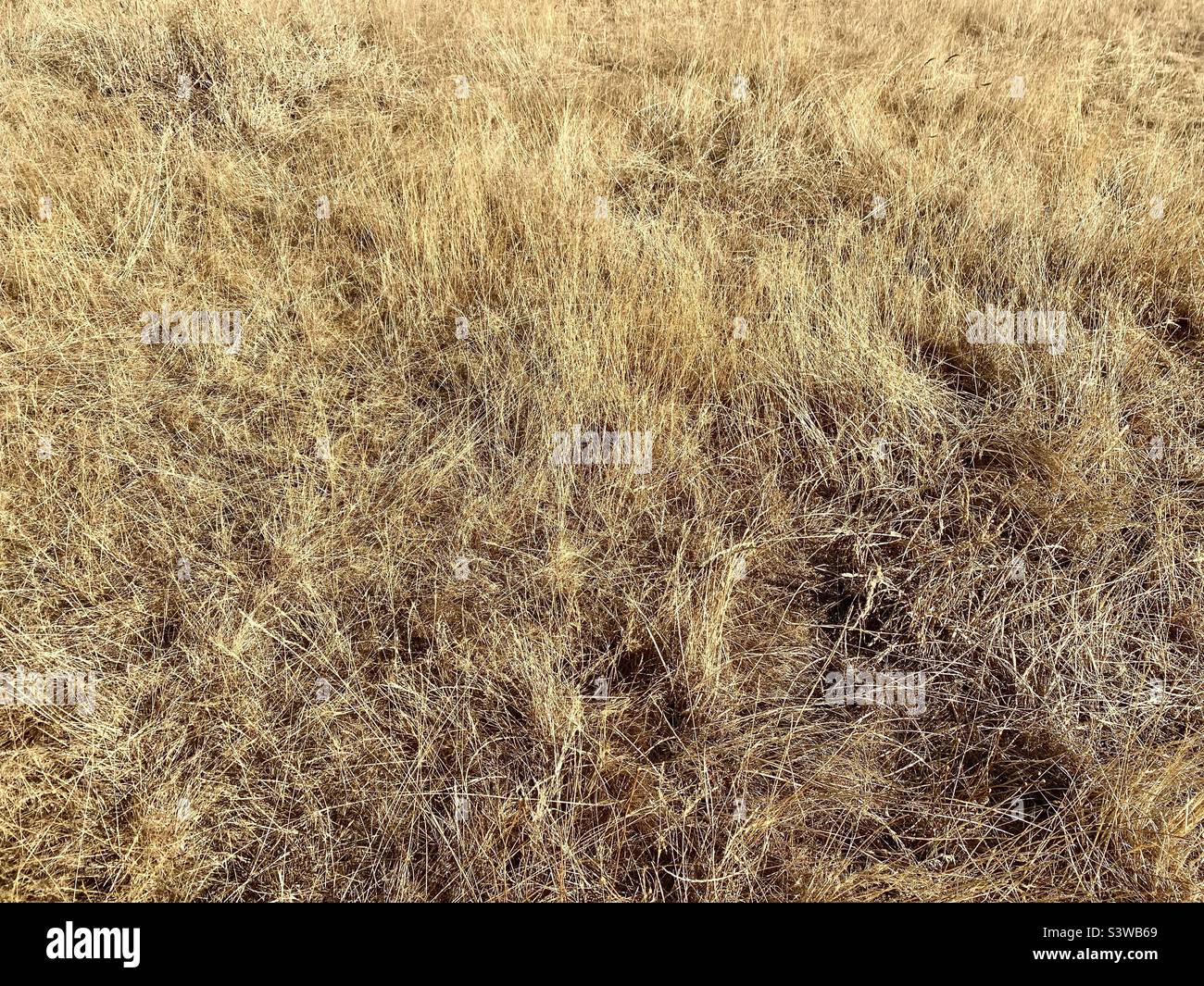 Parched grass - Smartphone Captured Stock Image