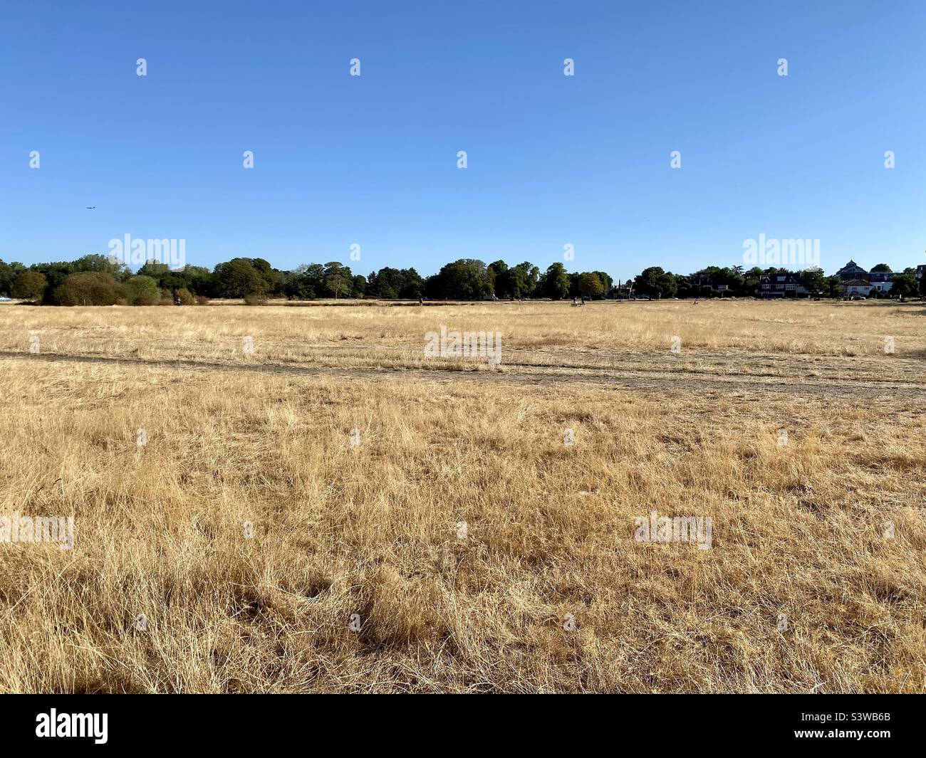 Parched grass on Wimbledon Common, London - Smartphone Captured Stock Image