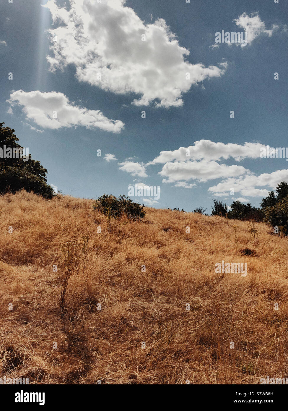 Summer scene on a small hill covered with yellowed grass - Smartphone Captured Stock Image