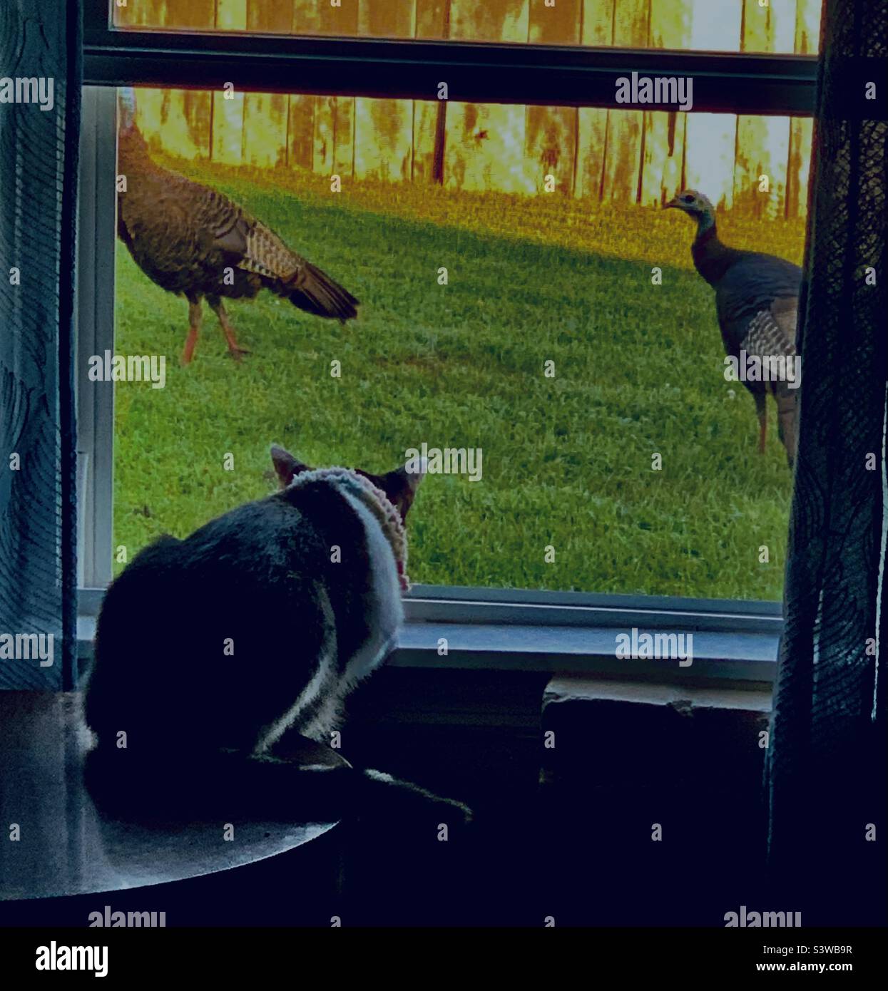 Cat and Turkeys Stock Photo Alamy