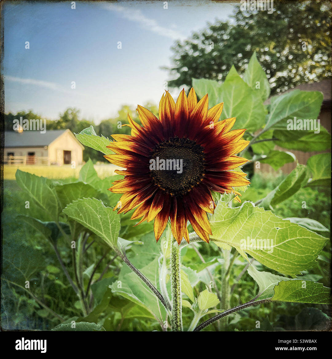A beautiful sunflower blooms on the farm - Smartphone Captured Stock Image