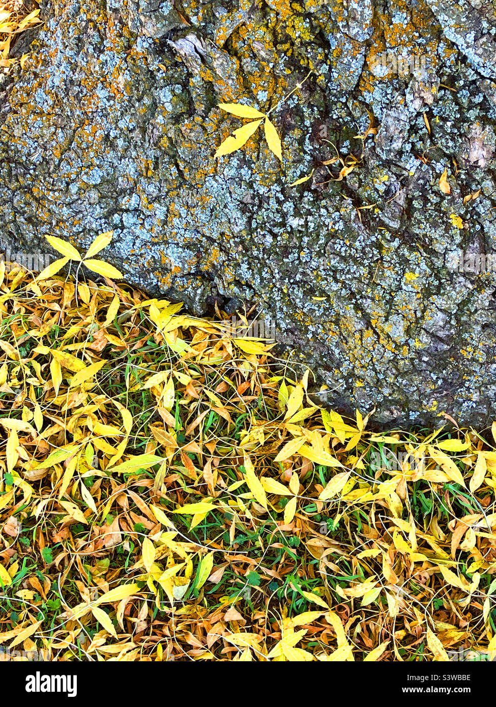 Autumn leaves and tree trunk. - Smartphone Captured Stock Image