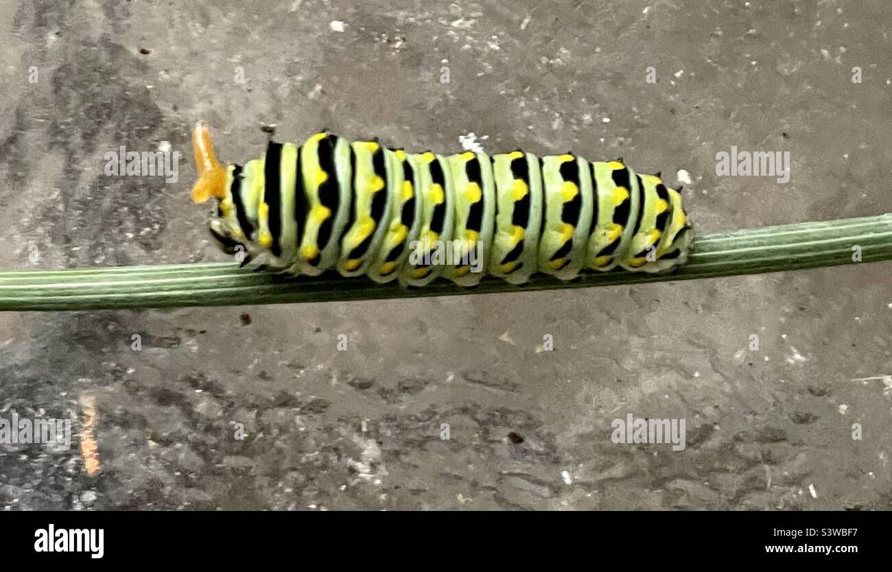 Black swallowtail caterpillar with orange antennae Stock Photo Alamy